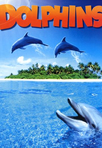Dolphins poster