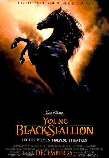 Young Black Stallion poster