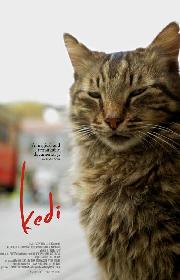 Kedi poster